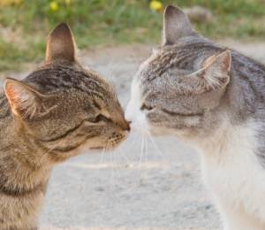 ¿Cómo hacen amigos los gatos? Estudio revela que imitan sus expresiones faciales