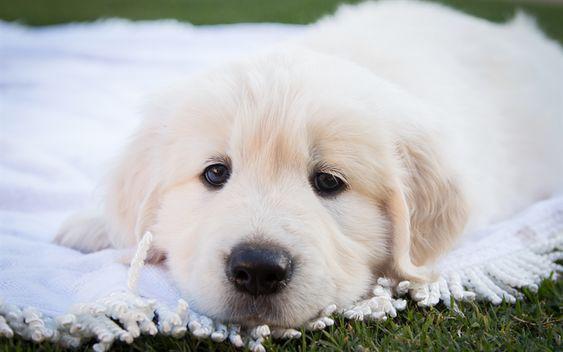 8 señales de que tu perro está sintiendo dolor
