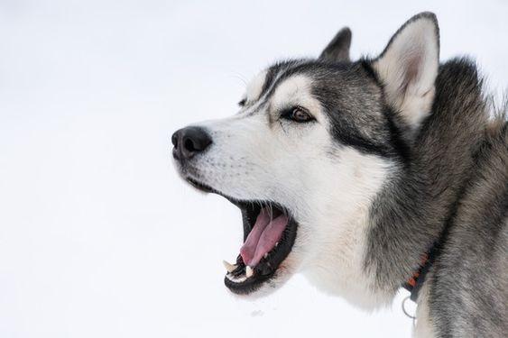 $!8 señales de que tu perro está sintiendo dolor