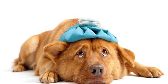 $!8 señales de que tu perro está sintiendo dolor