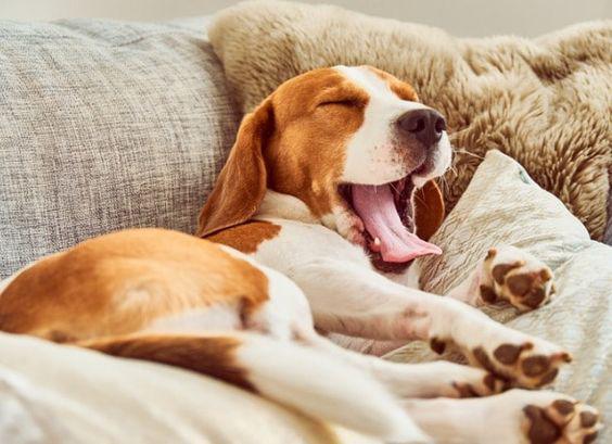 $!8 señales de que tu perro está sintiendo dolor