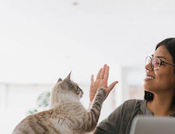 Día Mundial de llevar tu mascota al trabajo: beneficios de trabajar junto a tus peludos