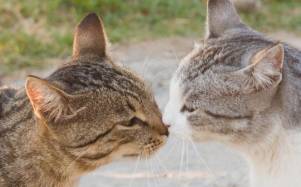 ¿Cómo hacen amigos los gatos? Estudio revela que imitan sus expresiones faciales