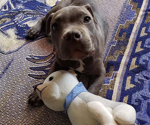 $!“Espero que puedan ayudarlo y que lo cuiden”: el mensaje de un niño que entregó a su perro para que su padre no lo maltrate