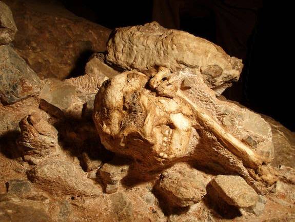 Datan el esqueleto de un Australopithecus contemporáneo de "Lucy"