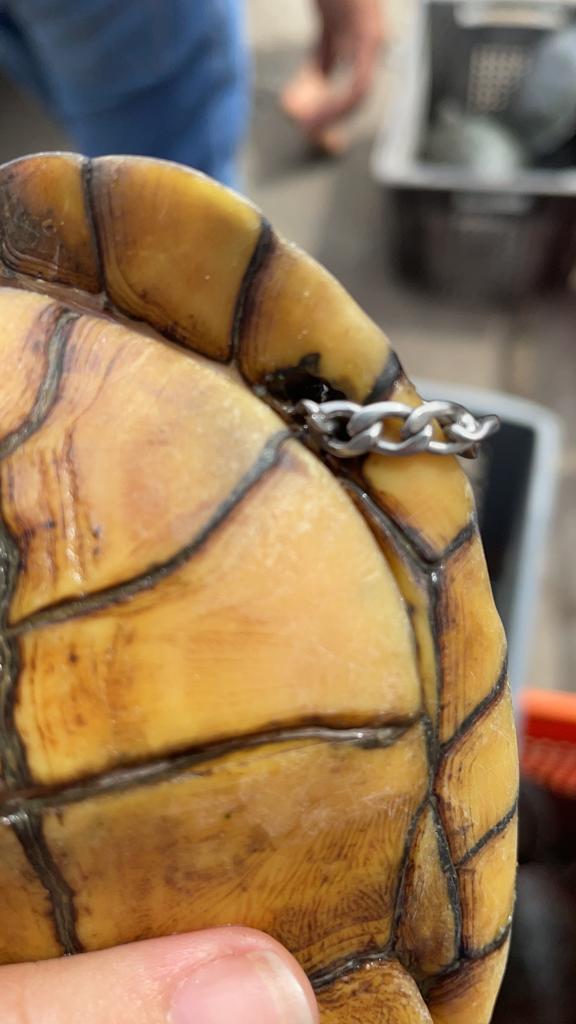 $!Todas las partes constitutivas de la tortuga, como su caparazón, están protegidas bajo el artículo 247 del COIP. Su tenencia o tráfico, así como el del animal vivo, acarrea una sentencia de entre 1 a 3 años de prisión.