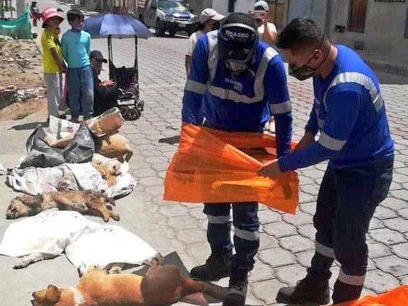 Indignación en Quito por cruel envenenamiento de 20 perros