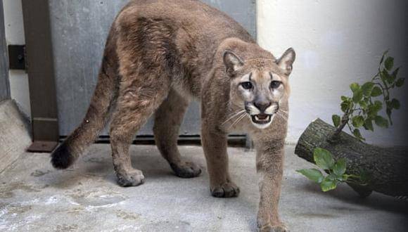 Una puma salvaje vivía en un apartamento en Nueva York