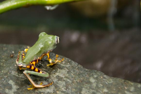Estudiantes descubren dos nuevas especies de rana