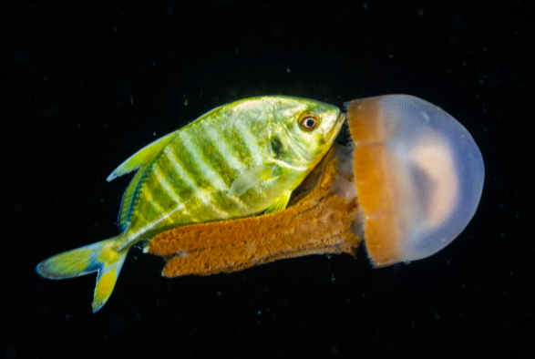 $!Un pez se esconde detrás de una medusa, conduciéndola como una lancha a motor.
