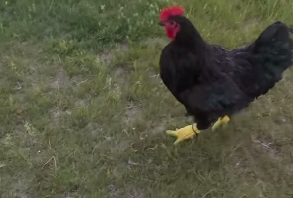 Un gallo vuelve a caminar por unas patas impresas en 3D