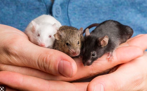 $!Crean ratones a partir de dos padres machos tras fabricar óvulos con células de la piel