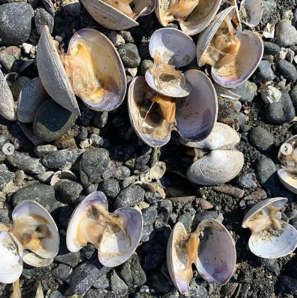 $!Aparecen cientos de almejas cociéndose a causa del calor en playa de Estados Unidos