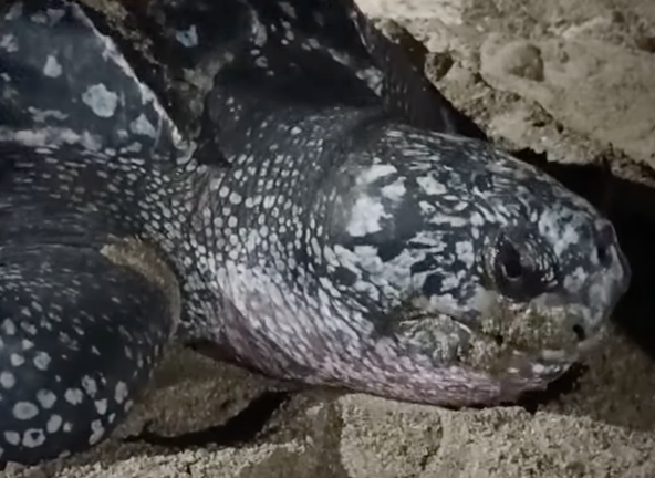 Tortuga laúd logró anidar en Crucita tras operativo de conservación