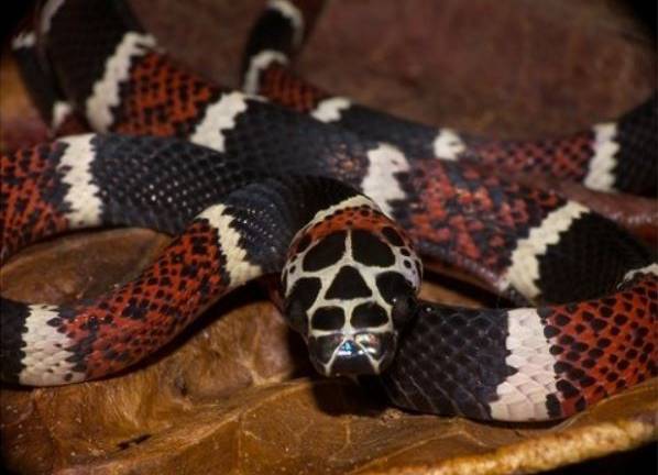 Descubren presencia de cuatro especies raras de reptiles en costa de Ecuador