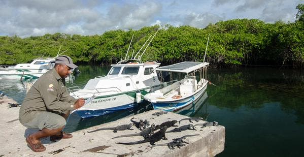 Ministerio del Ambiente monitorea estado de salud de iguanas marinas