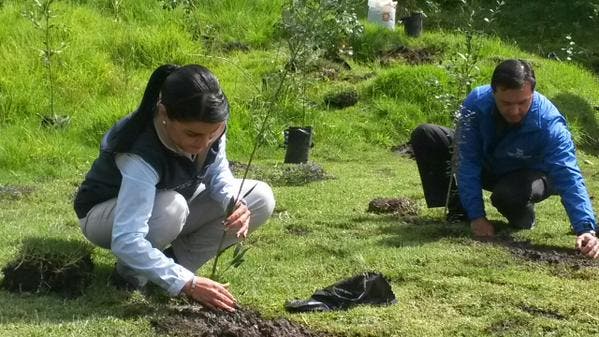 Ecuador movilizará 35.000 voluntarios para lograr &quot;Guinness&quot; de reforestación