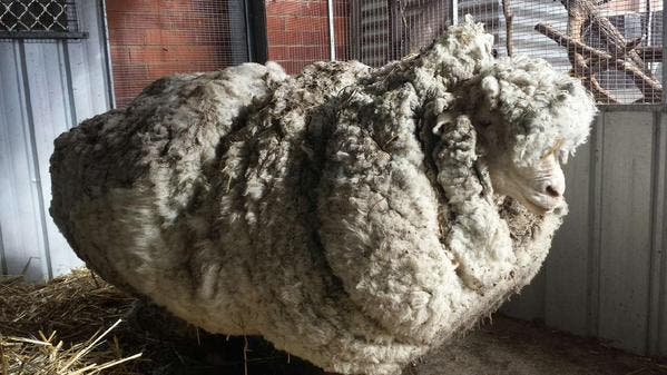 Una &quot;mega oveja&quot; rompe récord del vellón más pesado