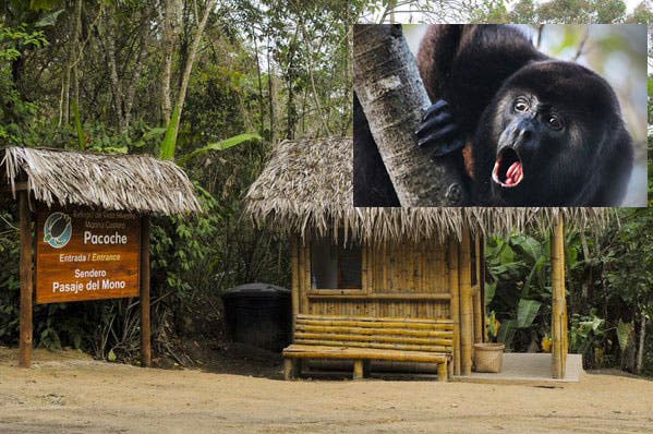Investigan muerte de monos aulladores en Manabí