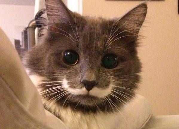 El gato ‘hipster’ con bigote que triunfa en las redes