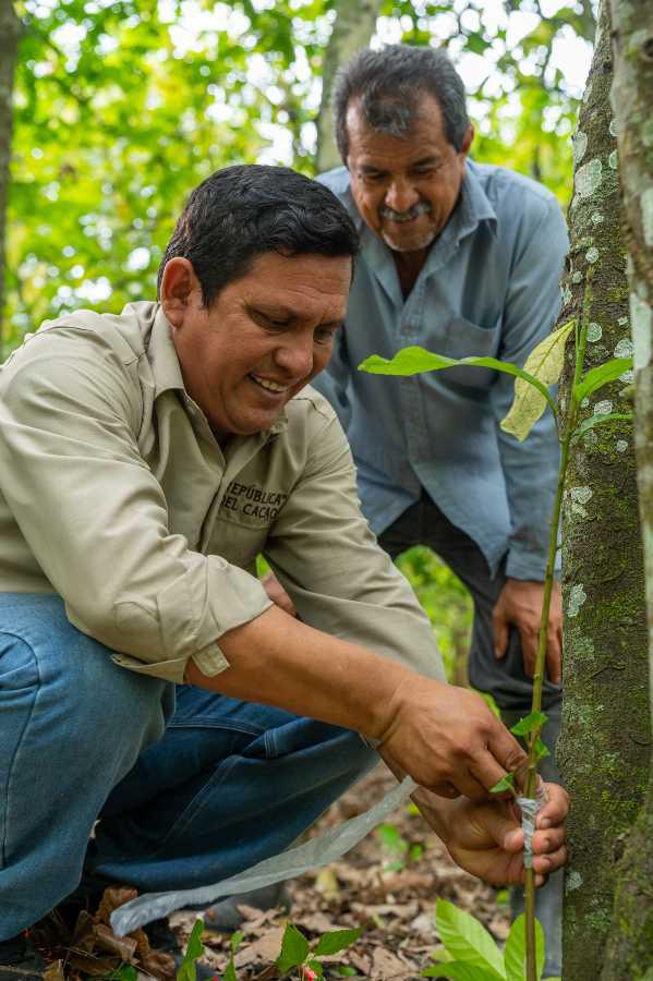 $!Los agricultores reciben asesoría especializada de República del Cacao para que los cultivos de cacao no sólo brinden fruto de calidad, sino también tenga beneficios al ambiente.