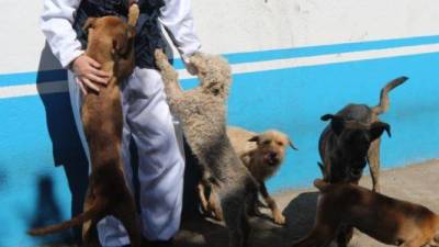 Las propuestas de los candidatos a la Alcaldía de Quito para la fauna urbana Las propuestas de los candidatos a la Alcaldía de Quito para la fauna urbana