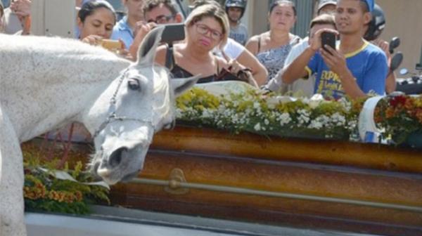 El caballo que lloró ante el ataúd con el cuerpo de su jinete muerto