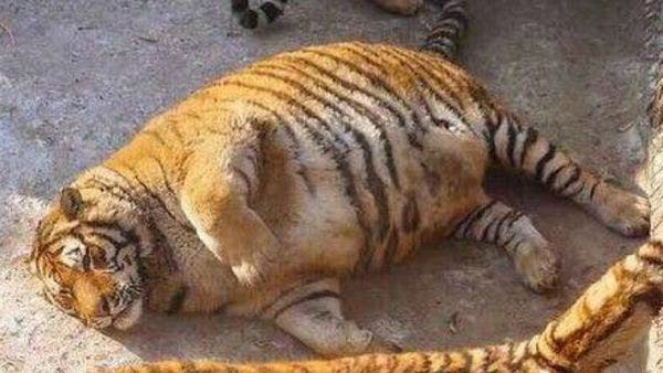 La gordura de los tigres en un zoo causa risa y preocupación en China