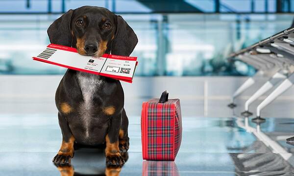 $!¿Qué debes saber para sacar el pasaporte de tu mascota?