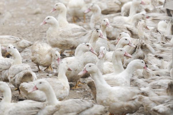 Rusia detecta el primer caso de transmisión al ser humano de la cepa H5N8 de gripe aviar