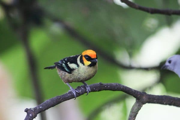 Sexto conteo de aves inició en frontera Ecuador-Colombia