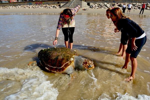 Una tortuga de más de 100 kilos aparece muerta en una playa de Montevideo