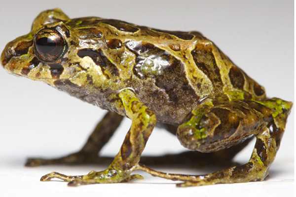 Hallan en el país una rana que puede mutar la forma de su piel