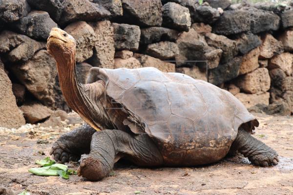 Cerca de 40 tortugas gigantes regresan a su hábitat en Galápagos