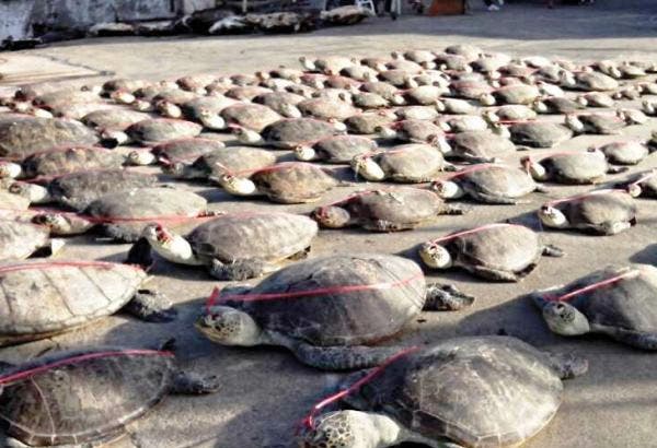 En China rescatan a tortugas introducidas ilegalmente para ser cocinadas