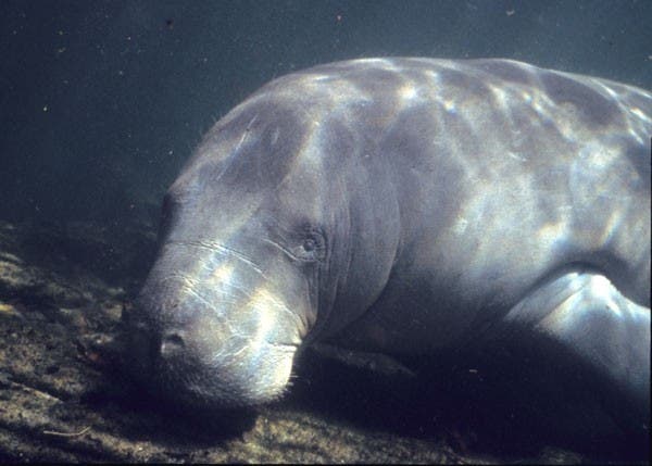 Hasta un millón de especies marinas son todavía un misterio para la Ciencia