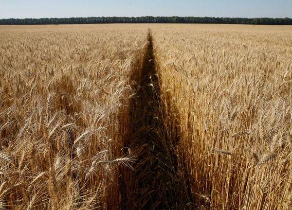¿Por qué cuesta más el trigo ante temores de guerra en Ucrania?