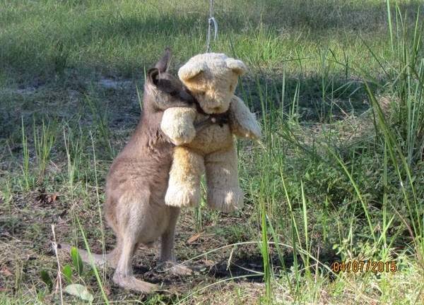 Un ualabí huérfano encuentra consuelo en un oso de peluche
