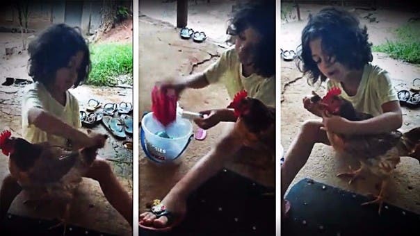 El viral video de la niña brasileña peinando a una gallina
