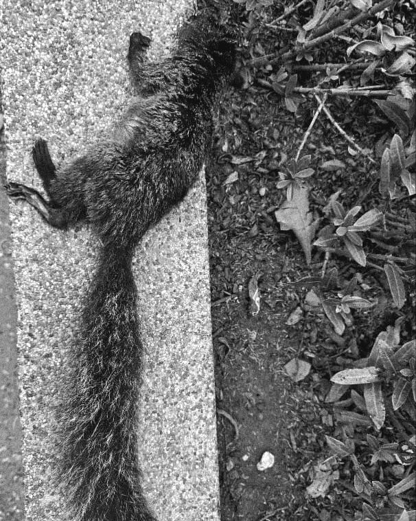 $!Una de las ardillas que se encontraron sin vida en Lomas de Urdesa.