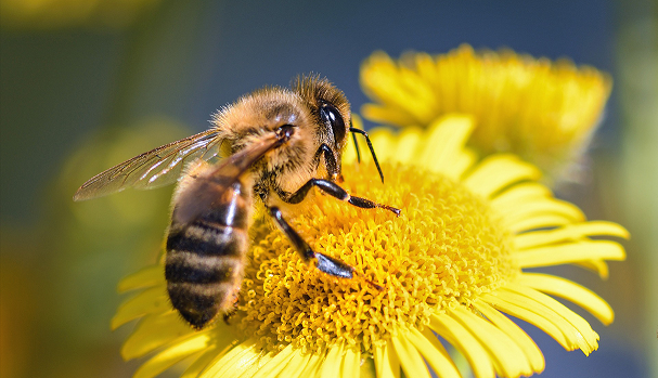 Las abejas son capaces de hacer sumas y restas