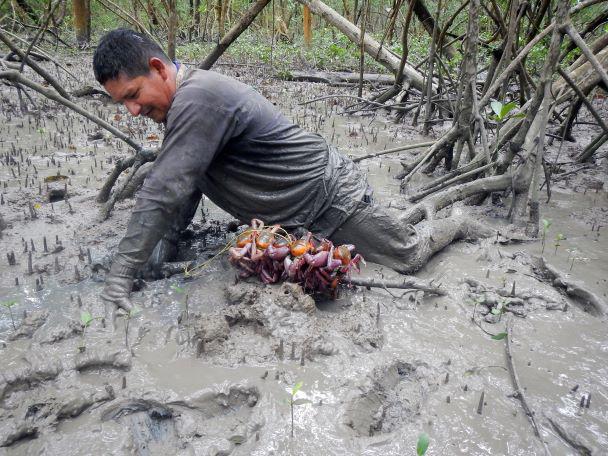 $!Proceso de captura de cangrejo