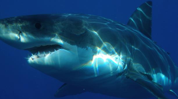 Alertan de que tiburones pueden ser víctimas masivas de la COVID-19: ¿se necesita matar a miles para la vacuna?