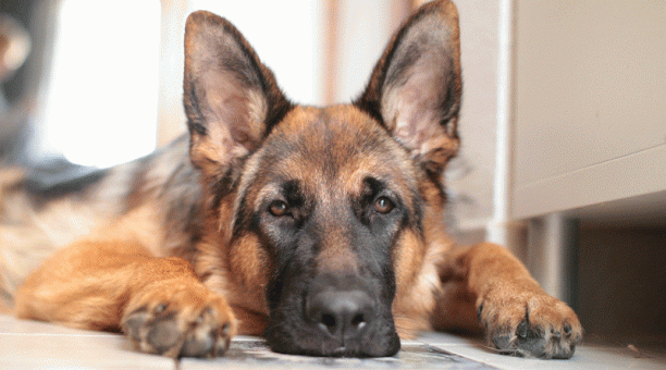 Muerte del primer perro diagnosticado con COVID-19 en EE.UU. desata confusión