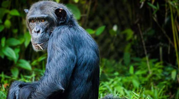 Vinculan una nueva bacteria con la letal enfermedad de los chimpancés: ¿Podría afectar a los humanos?