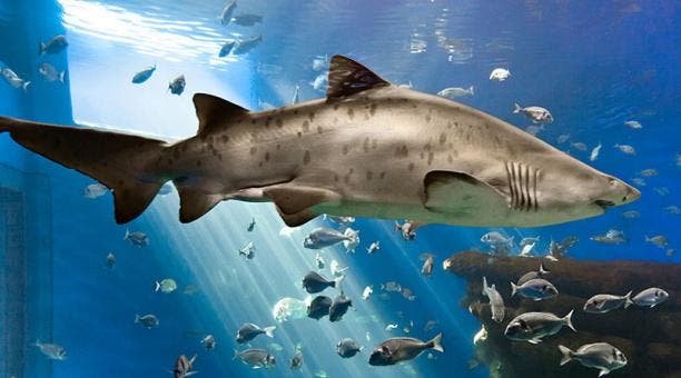 Capturan dos ejemplares del rarísimo tiburón lanza en Australia