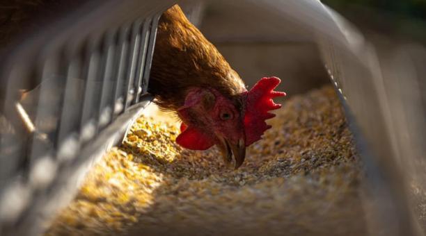 Preocupación por gripe aviar H5N8: científicos chinos advierten sobre contagios
