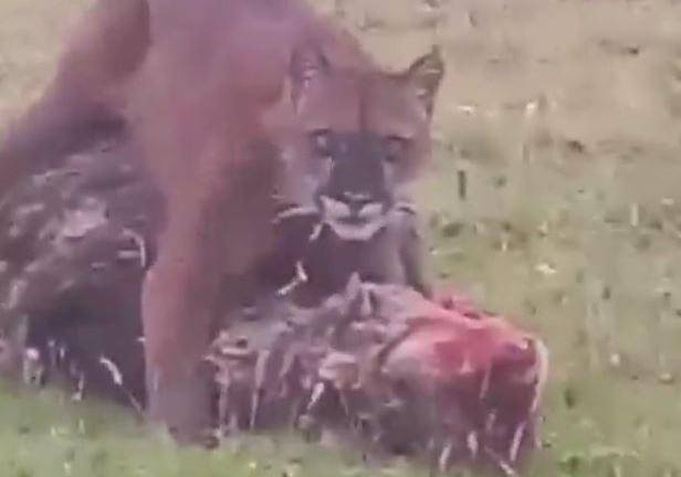 Puma sería el responsable de la muerte de ovejas en Cotopaxi