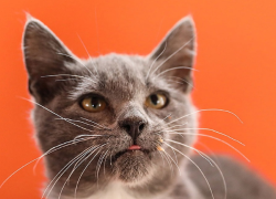 Quito organiza brigada de adopción para dar un nuevo hogar a perros y gatos rescatados