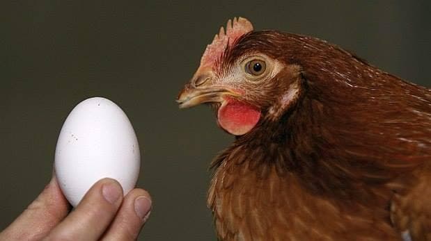 ¿El huevo fue primero que la gallina? La ciencia lo explica